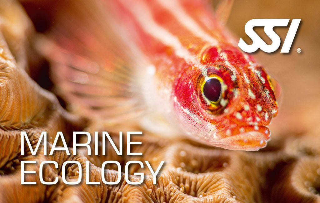 Ecology Specialties-Training- by SSI-Marine Ecology-Divemaster Scuba Nottingham