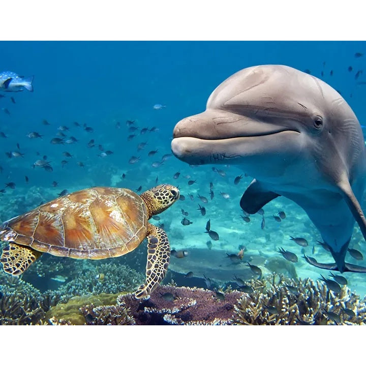 Red Sea South liveaboard Dolphins and Reefs, 25th October - 1st November 2023- by Divemaster Scuba Nottingham-Divemaster Scuba Nottingham