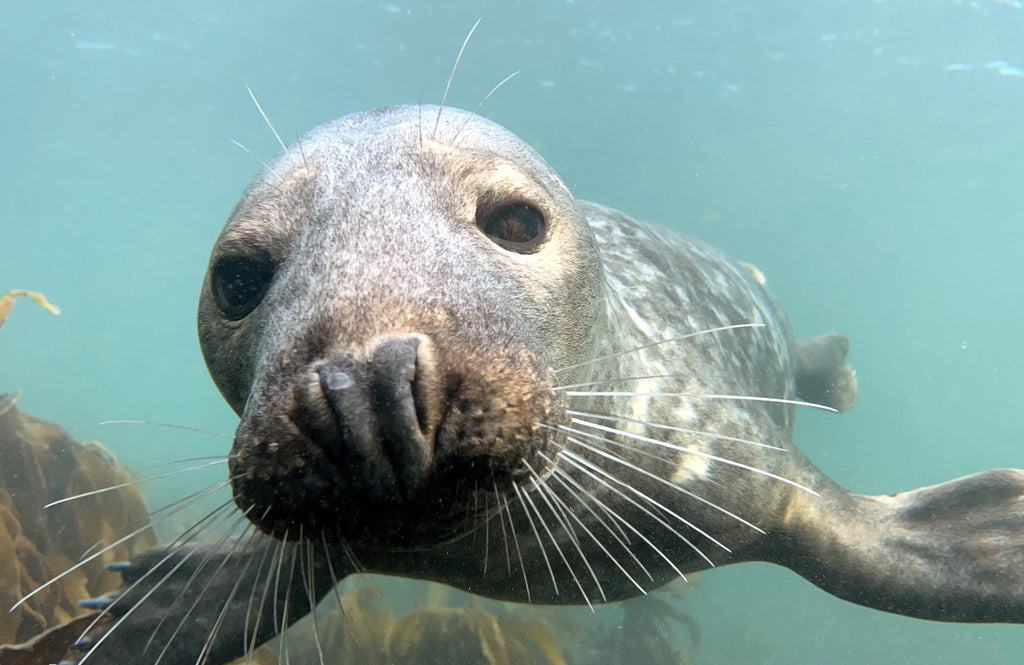 Flourishing in the Farne Islands: The Success of the Grey Seal Colony