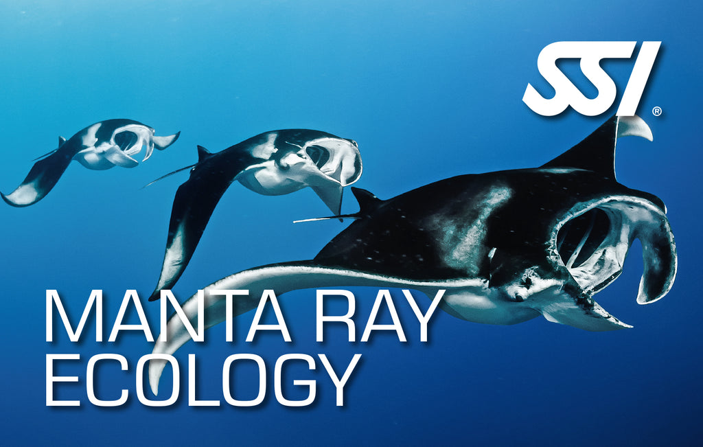 SSI Launch Manta & Ray Ecology Programs