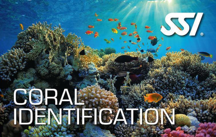 Ecology Specialties-Training- by SSI-Coral Identification-Divemaster Scuba Nottingham