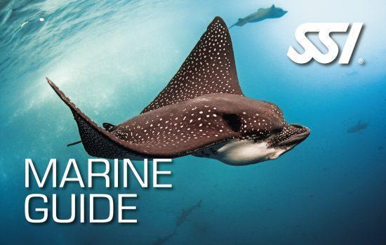Marine Guide-Training- by SSI-Divemaster Scuba Nottingham